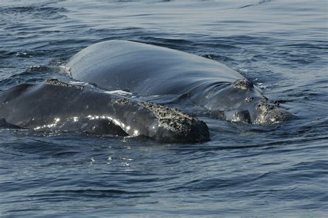 A Tiny Piece of Whale Blubber Leads to Big Results - New England Aquarium