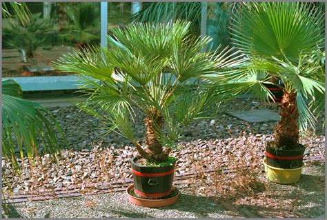 European Fan Palm Growth Rate - DISCUSSING PALM TREES WORLDWIDE - PalmTalk