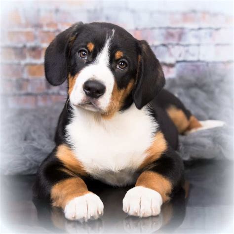 Entlebucher Mountain Dog Puppies For Sale • Adopt Your Puppy Today ...