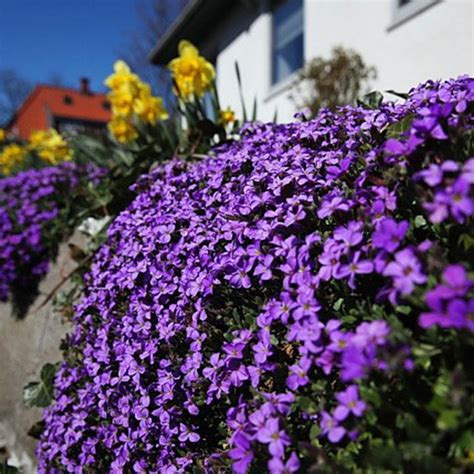 50 Purple Creeping Thyme Seeds - Welldales