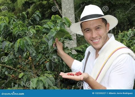 Farmer Showing Raw Coffee Beans Stock Image - Image of bean, farmland: 132335227