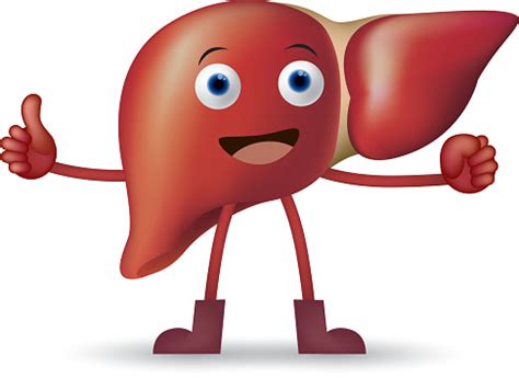 Cartoon Liver Stock Illustration - Download Image Now - iStock