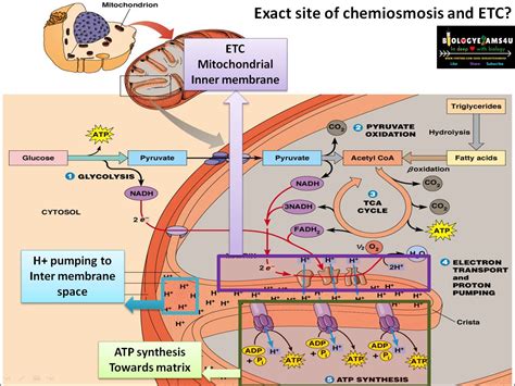 Chemiosmosis and ATP synthesis in Cellular respiration Step by Step ...