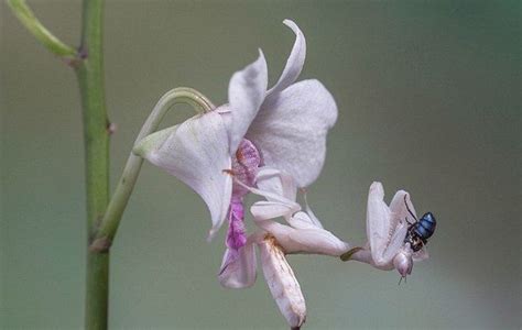 Orchid Mantis | Others