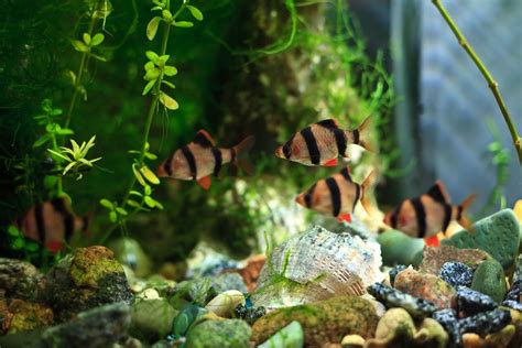 10 Best Convict Fish Cichlid Tank Mates (Compatibility Guide)