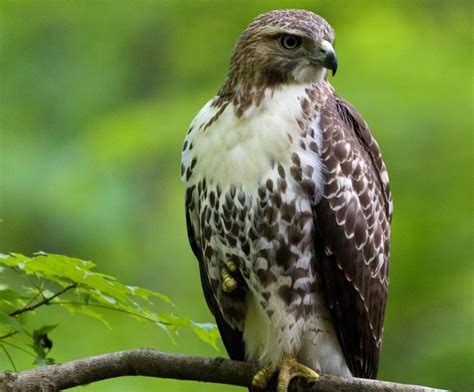 9 Species of Hawks in Ohio (With Pictures & Info) - Optics Mag