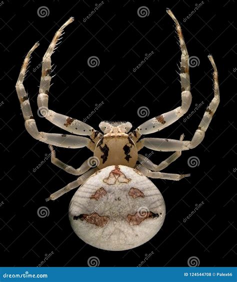 Flower crab spider stock photo. Image of parasite, insect - 124544708