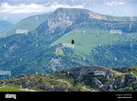 France, Drome, Lus la Croix Haute, Dévoluy massif, hike to Jocou (2051m), large bird of prey ...