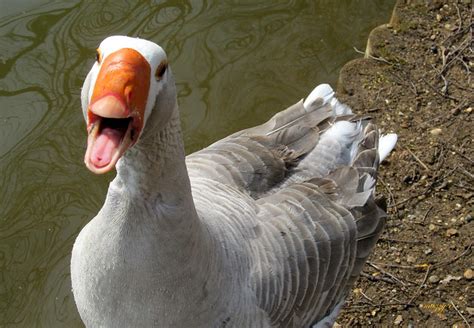 Laughing Duck | Flickr - Photo Sharing!