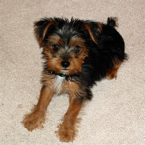 Maltese Yorkie Mix Full Grown - Bleumoonproductions