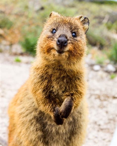 Quokka | Квокка, Самые милые животные, Изображение животного