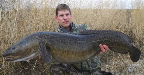 This huge burbot was caught in Canada. The 25.2 pound burbot cames from ...