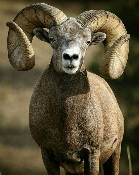 Pin by Clay Weidenhamer on Big Horn Sheep | Animals beautiful, Big horn sheep, Animals wild