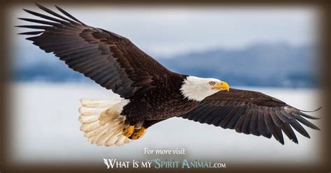 Eagle Symbolism & Meaning | Spirit, Totem & Power Animal