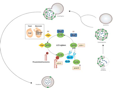 LC3: The gold standard for autophagy research