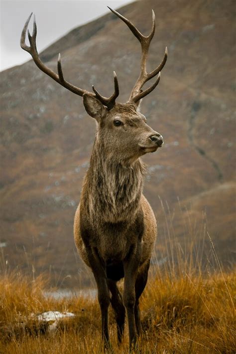 "Monarch of the Glen" Canvas Prints by derekbeattie | Redbubble