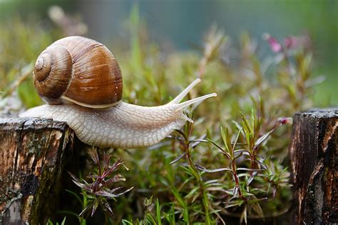 What Do Garden Snails Eat? | Pests Banned