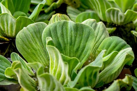 Water Lettuce: Care & Growing Guide