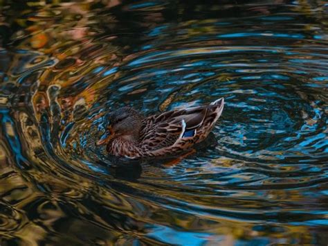 Why Is My Duck Making Weird Noises (4 Weird Duck Noises + When To Worry) – Critter clean out