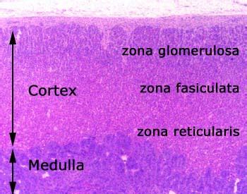 Zona glomerulosa - Location, Function and Pictures