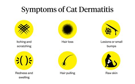 Cat Dermatitis: Symptoms, Causes & Treatments | Dutch.com