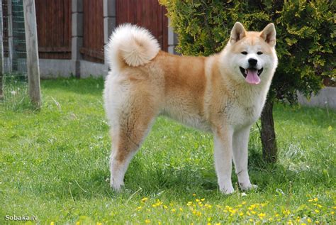 Dog Akita Inu: traits and pictures