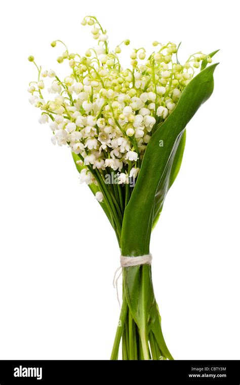 Bouquet of lily of the valley Stock Photo - Alamy