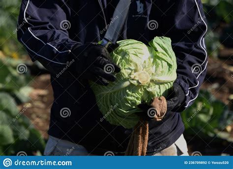 Harvesting cabbage. stock photo. Image of food, healthy - 236709892