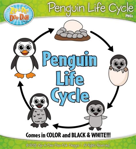 Penguin Life Cycle Clip Art Set — Comes In Color and Black & White! | Penguin life cycle ...