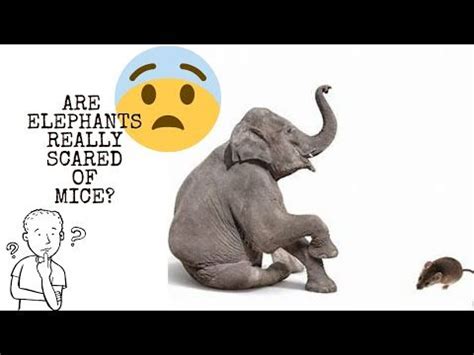 Is the 'Elephants Are Scared of Mice' Myth Real?😯|| AMAZING TOP FACTS ABOUT ANIMALS! #elephant ...