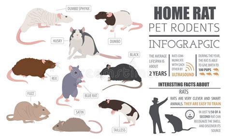 Rat Breeds Infographic Template, Icon Set Flat Style Isolated. P Stock ...