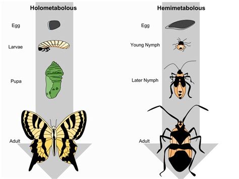 Complete Metamorphosis: Definition and Examples | Biology Dictionary