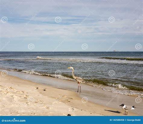 Alabama Gulf Coast Avian Wildlife Stock Photo - Image of wildlife, seagulls: 142588458