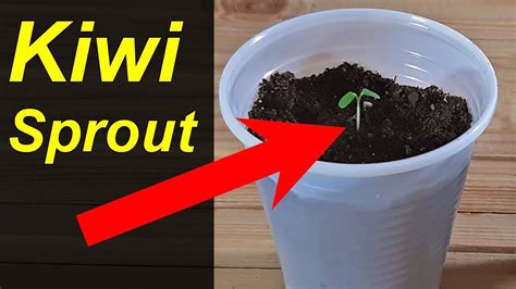 My Kiwi seeds germinated - YouTube