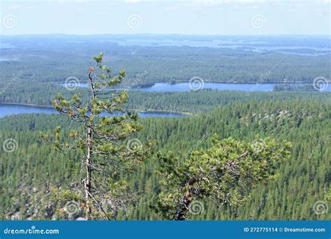 Hiking in Finnish Lapland in Kuusamo, Finland Stock Photo - Image of enjoying, landscape: 272775114