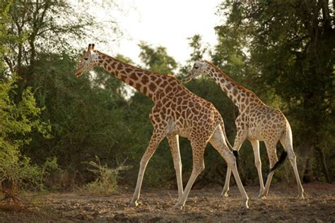 The last giraffes of the Congo - Nexus Newsfeed