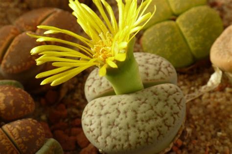 Lithops, or Living Stone Succulents, Are The Perfect Houseplants