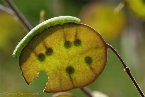 Orange-tip Butterfly caterpillar on Honesty seed pod photo WP40228