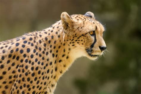 Best Cheetahs Eating Prey Stock Photos, Pictures & Royalty-Free Images - iStock