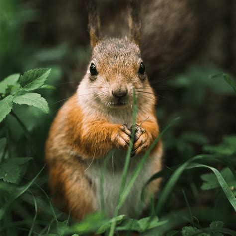 Do Squirrels Mess With Dogs