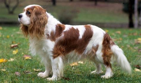 Cavalier King Charles Spaniel Dog Breed Information, Images ...