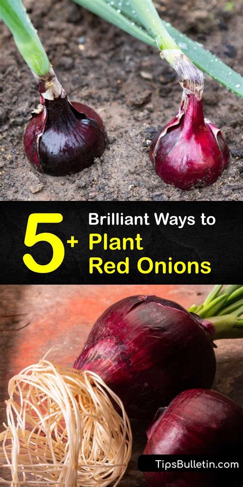 Growing Red Onion Plants - Smart Guide to Caring for Red Onions