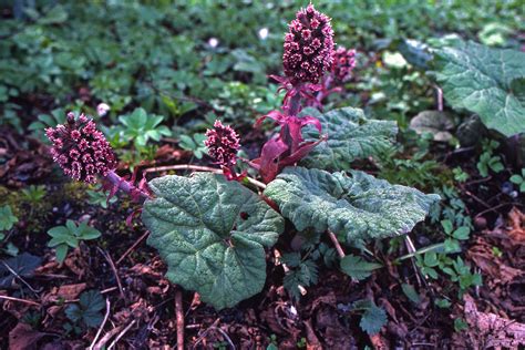 Petasites hybridus (Asteraceae) image 203812 at PhytoImages.siu.edu