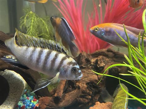 cichlid behavior : r/AfricanCichlids