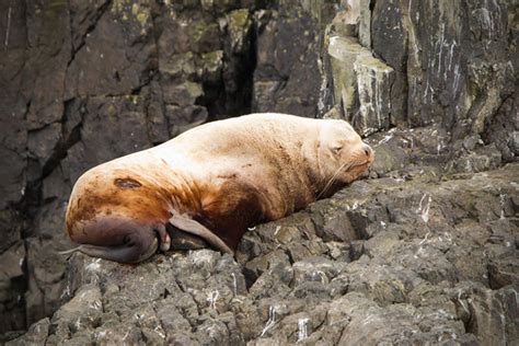 Steller Sea Lion Pictures and Photos - Photography - Bird | Wildlife ...