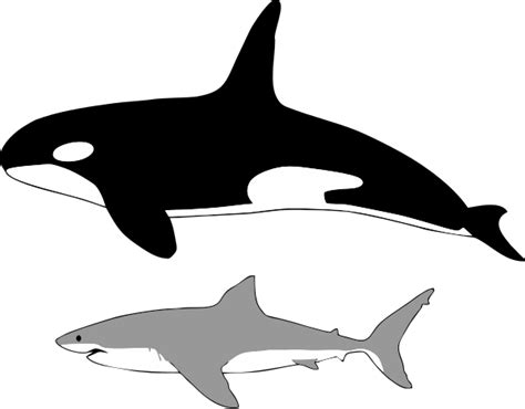 Great white shark - Wikipedia