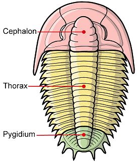 Introduction to Trilobites