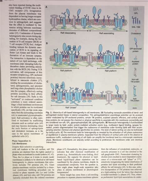 Lipid Rafts As a Membrane- Organizing Principle pids, | Chegg.com