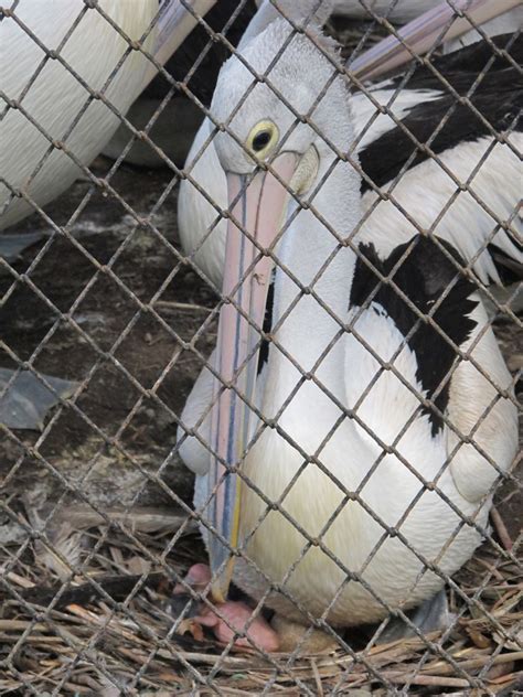 Overcrowding, neglect at Surabaya zoo | CNN