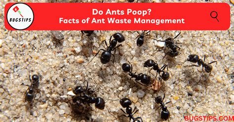 Do Ants Poop? Facts of Ant Waste Management - BugsTips